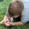 Pretty Penny Teacup Chihuahua playing on green grass with Brandon in the backyard.
