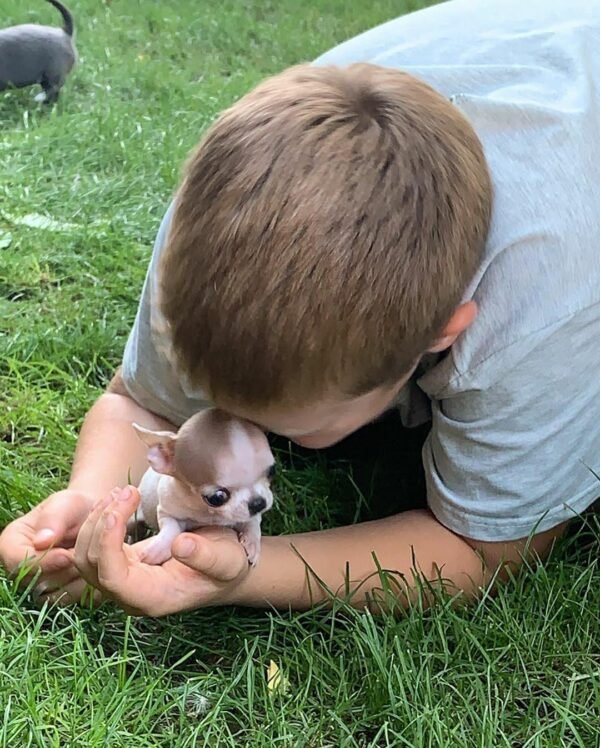 Pretty Penny Teacup Chihuahua playing on green grass with Brandon in the backyard.