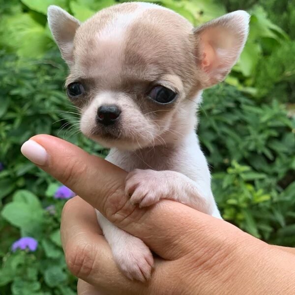 Pretty Penny Teacup Chihuahua relaxing in her breeder's hands beside a beautiful flower garden.