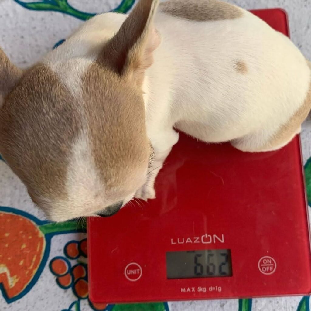 Teacup Chihuahua puppy growth and size