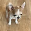 Pretty Penny Teacup Chihuahua fawn and white female short-haired puppy sitting beautifully.