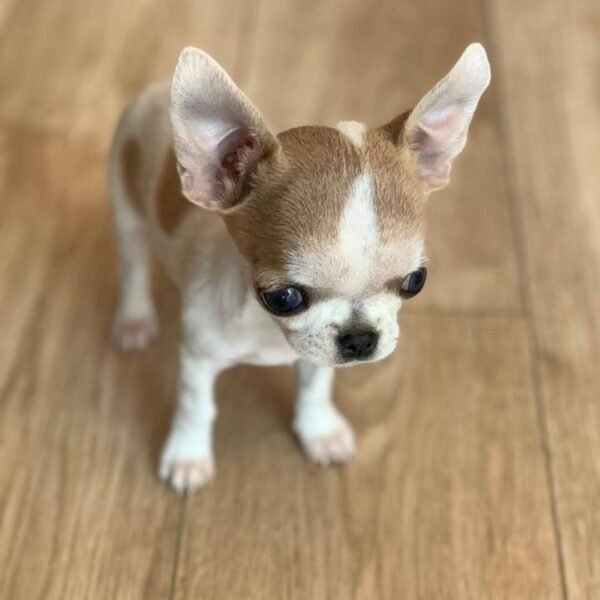 Pretty Penny Teacup Chihuahua fawn and white female short-haired puppy sitting beautifully.