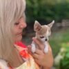Pretty Penny Teacup Chihuahua fawn and white female puppy being held by her breeder in the garden.