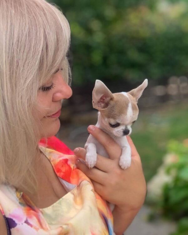 Pretty Penny Teacup Chihuahua fawn and white female puppy being held by her breeder in the garden.