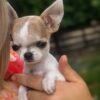 Smiling breeder cuddling Pretty Penny Teacup Chihuahua during an outdoor garden photoshoot.