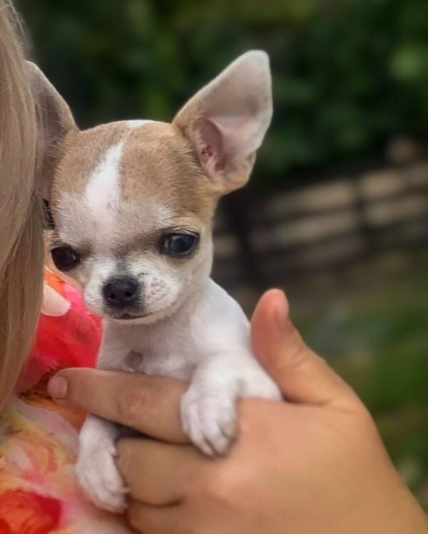 Smiling breeder cuddling Pretty Penny Teacup Chihuahua during an outdoor garden photoshoot.