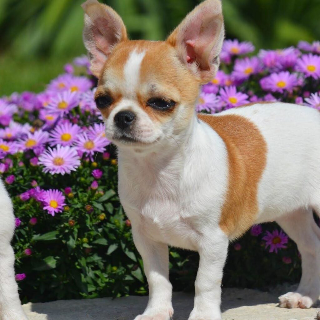 Small adult teacup Chihuahua size comparison