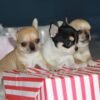 Pablo Teacup Chihuahua litter sitting together on festive Christmas boxes