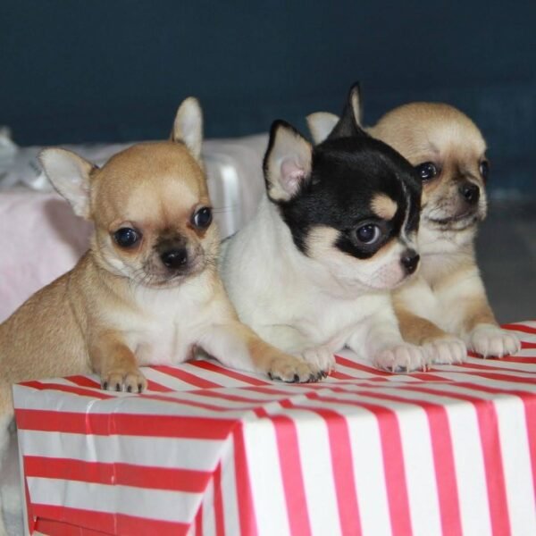 Pablo Teacup Chihuahua litter sitting together on festive Christmas boxes