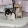 Pablo and sibling Teacup Chihuahua puppies on decorated Christmas presents
