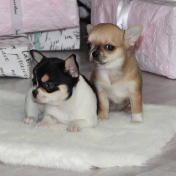 Pablo and sibling Teacup Chihuahua puppies on decorated Christmas presents
