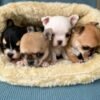 Pablo Teacup Chihuahua sitting with two Chihuahua puppies, showcasing his black and white coat with cream points.