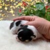 Tiny Pablo Teacup Chihuahua puppy cuddled in a soft blanket