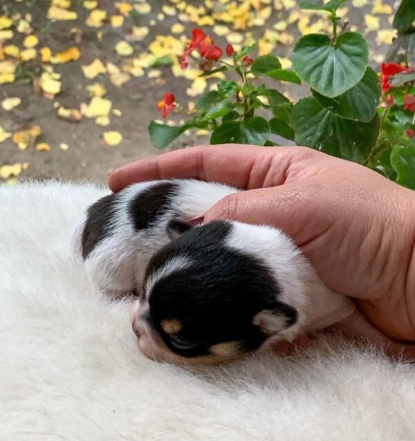 Tiny Pablo Teacup Chihuahua puppy cuddled in a soft blanket