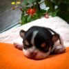 Little Pablo Teacup Chihuahua puppy looking up with curious eyes