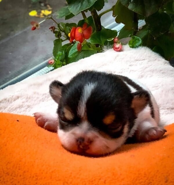 Little Pablo Teacup Chihuahua puppy looking up with curious eyes