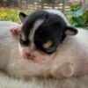 Very young Pablo Teacup Chihuahua puppy sleeping peacefully