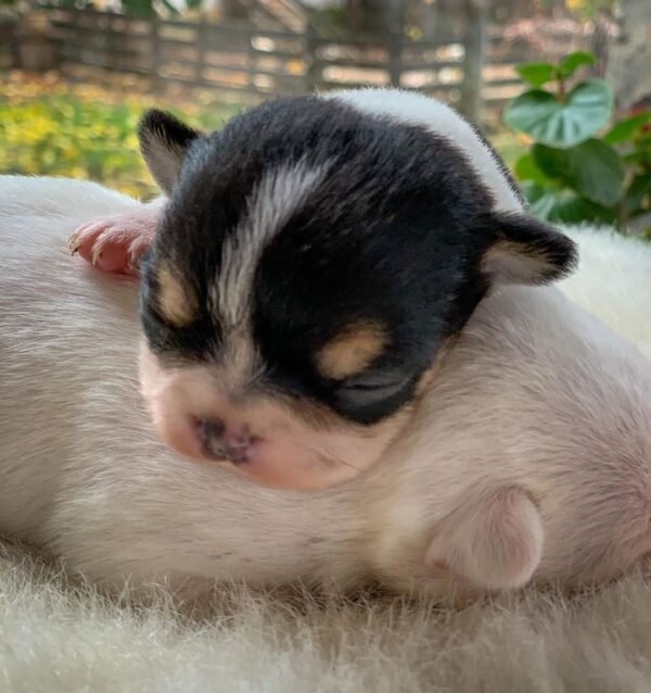 Very young Pablo Teacup Chihuahua puppy sleeping peacefully