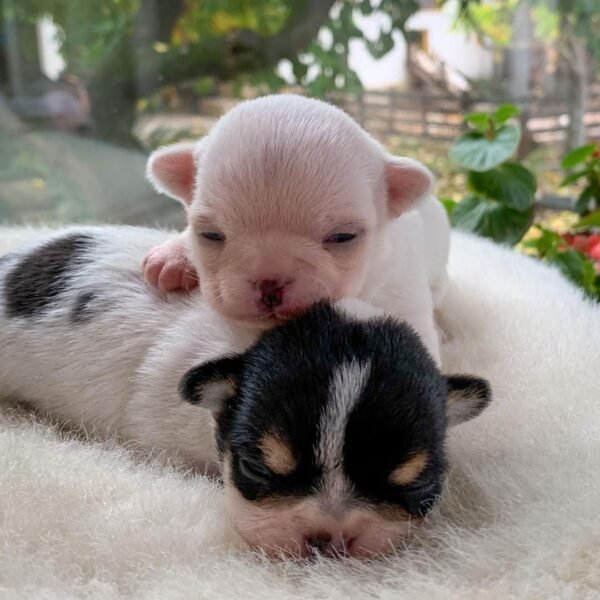 Pablo Teacup Chihuahua puppy taking his first tiny steps