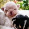 Tiny black and white Pablo Teacup Chihuahua puppy sitting for the first time