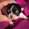 Pablo Teacup Chihuahua puppy learning to walk