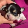 Tiny black and white Pablo Teacup Chihuahua puppy sitting for the first time