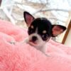Monalisa Teacup Chihuahua female puppy on pink blanket showing tri color fur