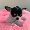 Monalisa Teacup Chihuahua puppy sitting on pink blanket with beautiful markings