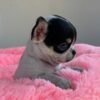 Monalisa Teacup Chihuahua short hair puppy with black white tan coat