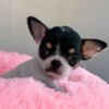 Monalisa Teacup Chihuahua puppy close up on pink blanket
