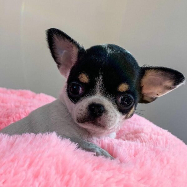 Monalisa Teacup Chihuahua puppy close up on pink blanket