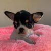 Monalisa Teacup Chihuahua puppy relaxing on pink blanket at home