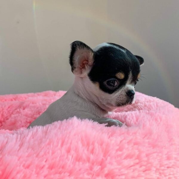 Monalisa Teacup Chihuahua puppy showing black white and tan coat on pink blanket