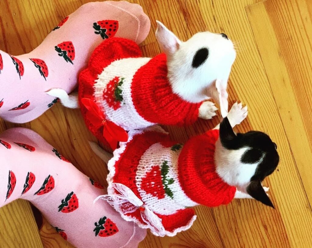 Male and female teacup Chihuahua puppies