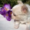 Tiny Teacup Chihuahua Luna beside spring flowers