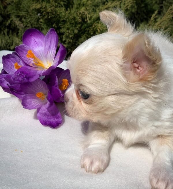 Tiny Teacup Chihuahua Luna beside spring flowers