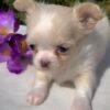Luna Teacup Long Hair Chihuahua sitting beside colorful flowers