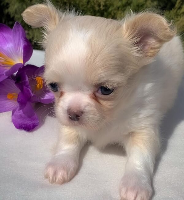 Luna Teacup Long Hair Chihuahua sitting beside colorful flowers