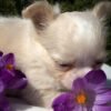 Luna Long Hair Chihuahua surrounded by blooming flowers
