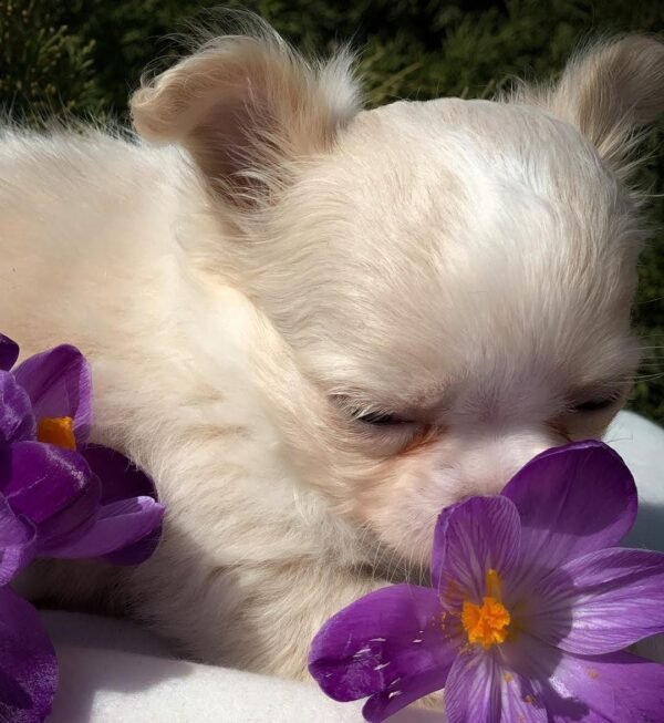 Luna Long Hair Chihuahua surrounded by blooming flowers