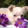 Teacup Long Hair Chihuahua Luna in a beautiful flower garden