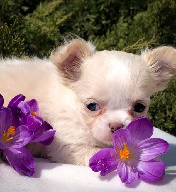 Teacup Long Hair Chihuahua Luna in a beautiful flower garden