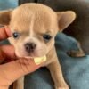 Tiny Bonnie Teacup Chihuahua puppy held by the breeder