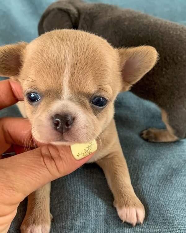 Tiny Bonnie Teacup Chihuahua puppy held by the breeder