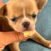 Bonnie Short Coat Chihuahua puppy close-up with breeder