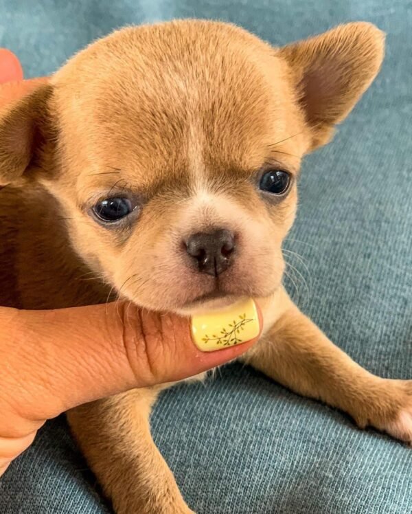 Bonnie Short Coat Chihuahua puppy close-up with breeder