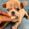 Female Teacup Short Coat Chihuahua Bonnie being held by the breeder