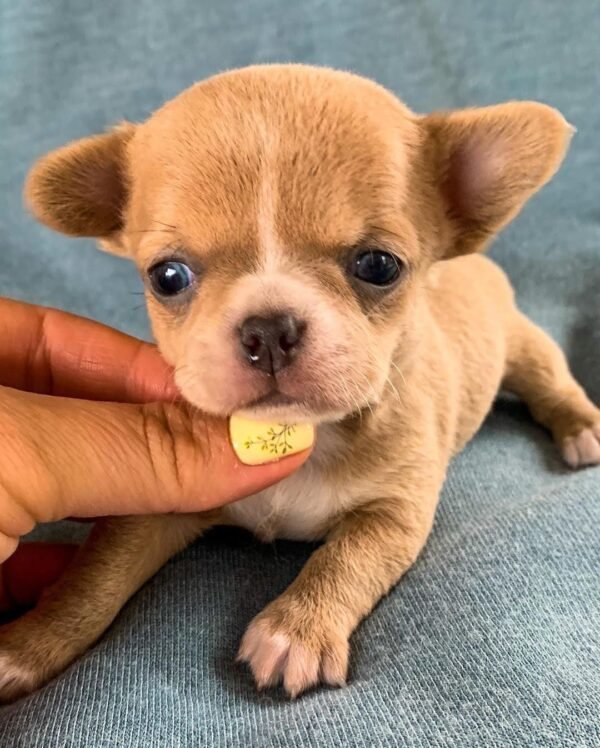 Female Teacup Short Coat Chihuahua Bonnie being held by the breeder