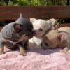 Luna, Bonnie & Clyde Playing Outdoors Luna Bonnie and Clyde Teacup Chihuahua puppies sitting together in the yard