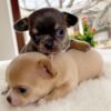 Bonnie and Clyde β Newborn Teacup Chihuahua Puppies Bonnie and Clyde Teacup Chihuahua puppies just a few days old